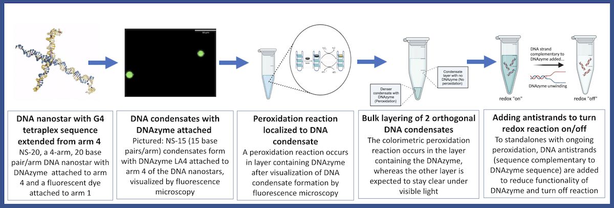 DNA ストランド　STRAND 鎖　15p Exploring Toehold-Mediated Strand Displacement as a Strategy to